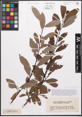 Foto von Salix caprea L. x Salix purpurea L.